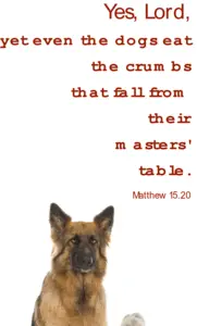 Year A After Pentecost Proper 15