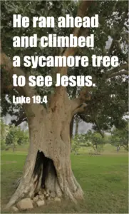 Year C After Pentecost Proper 26