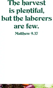 Year A After Pentecost Proper 6